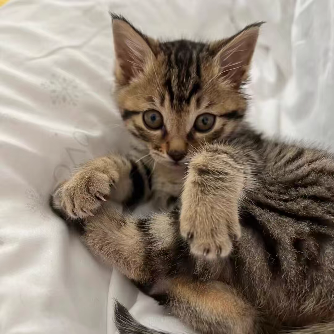 活物中华田园猫猫咪幼崽小奶猫橘猫橘白狸猫黑猫猫咪真猫宠物猫咪